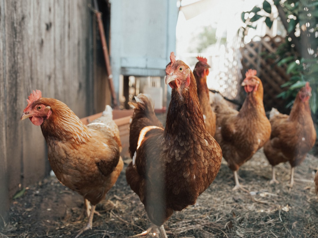 Photo chicken bones